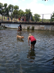 Took the dogs to Barton Springs